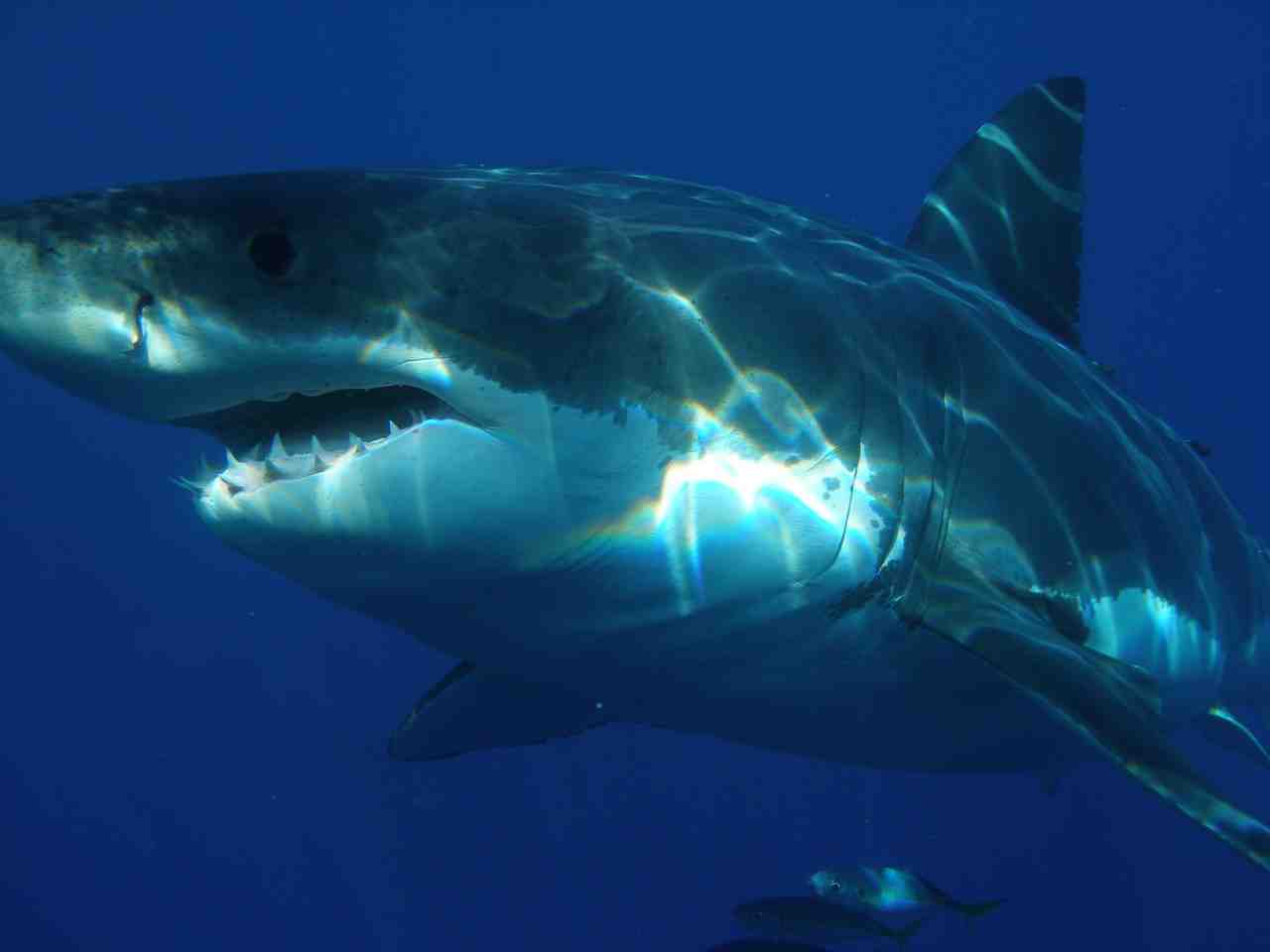 grand requin blanc, requin, mâchoires